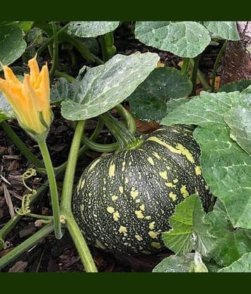 pumpkin Kaddu 20 seeds high germinaation seeds for gardening use with user manual