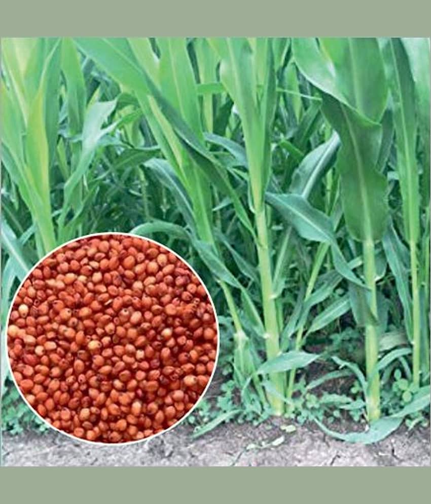 SUPER HYBRID SORGHUM GRASS (CHARI) 100 GM SEEDS PACK WITH MANUAL