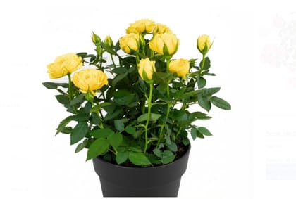 Rose seedlings