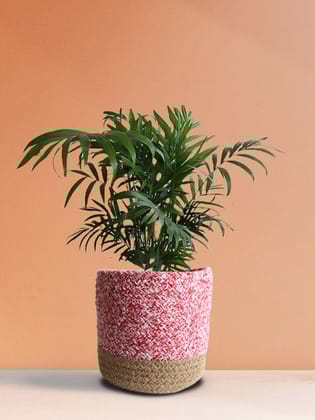 Chamaedorea Palm (Medium)