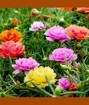 Portulaca Mixed Color Hybrid Flower 100 Seeds eco ack with free cocopeat soil and user manual For All Season