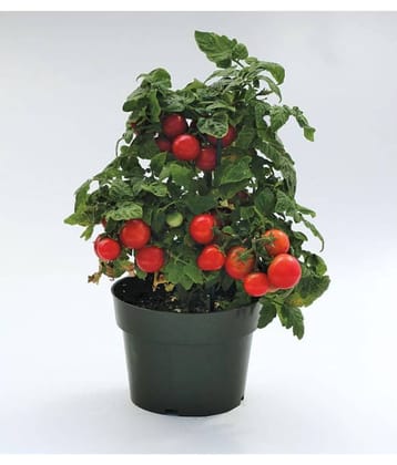 Tomato Red Round Fine Quality Seeds - Pack of 100 Premium Seeds