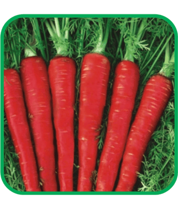 Aero Seeds Carrot Vegetable ( 100 Seeds )