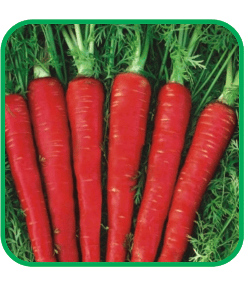 Aero Seeds Carrot Vegetable ( 100 Seeds )