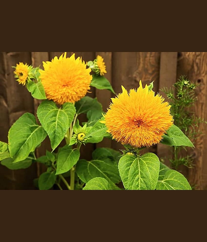 LiveNature Teddy Bear Sunflower/Surajmukhi Seeds | Summer Indoor/Outdoor Flower Seeds | Best for Home Garden & Terrace – Pack of 50 Seeds