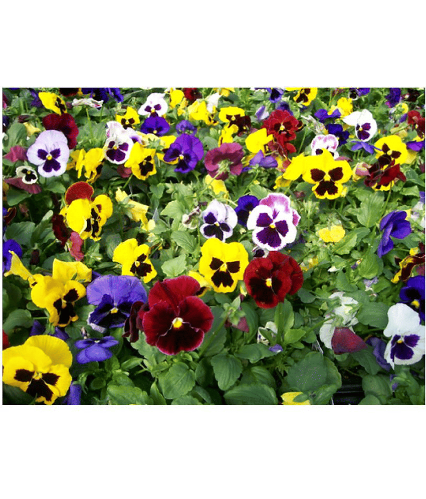 Pansy Doule Full mixed Plant Roof Garden 50 seeds with cocopeat