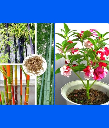 homeagro - Combo of Bamboo Plant ( 20 Seeds ) and Chrysanthemum Flower ( 50 seed )