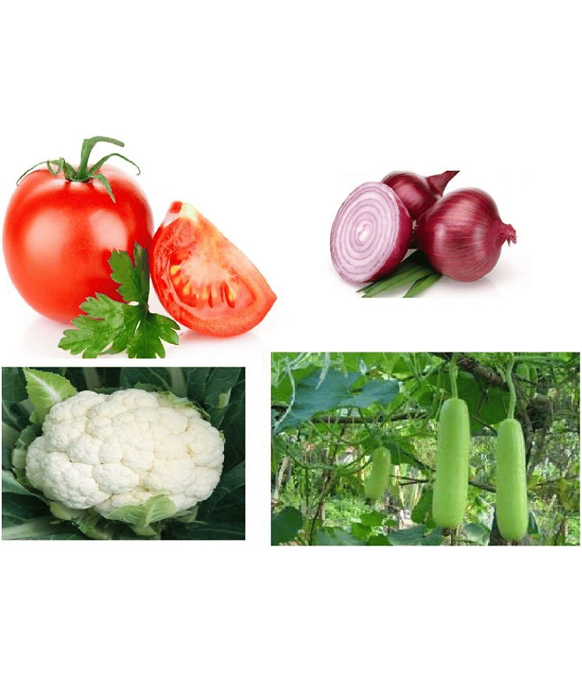 Combo of best quality (Tomato, Onion, Bottle gourd & Cauliflower) Vegetable seeds