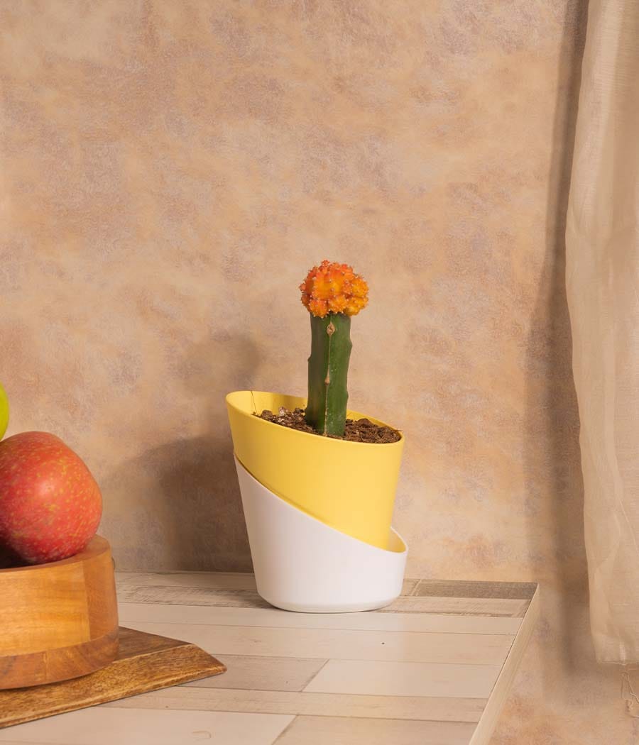 Moon Cactus in Self Watering Planter