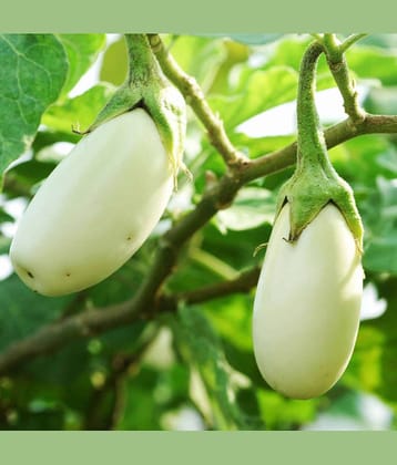 Jignisha Seeds Organic Brinjal Vegetable ( 50 Seeds )