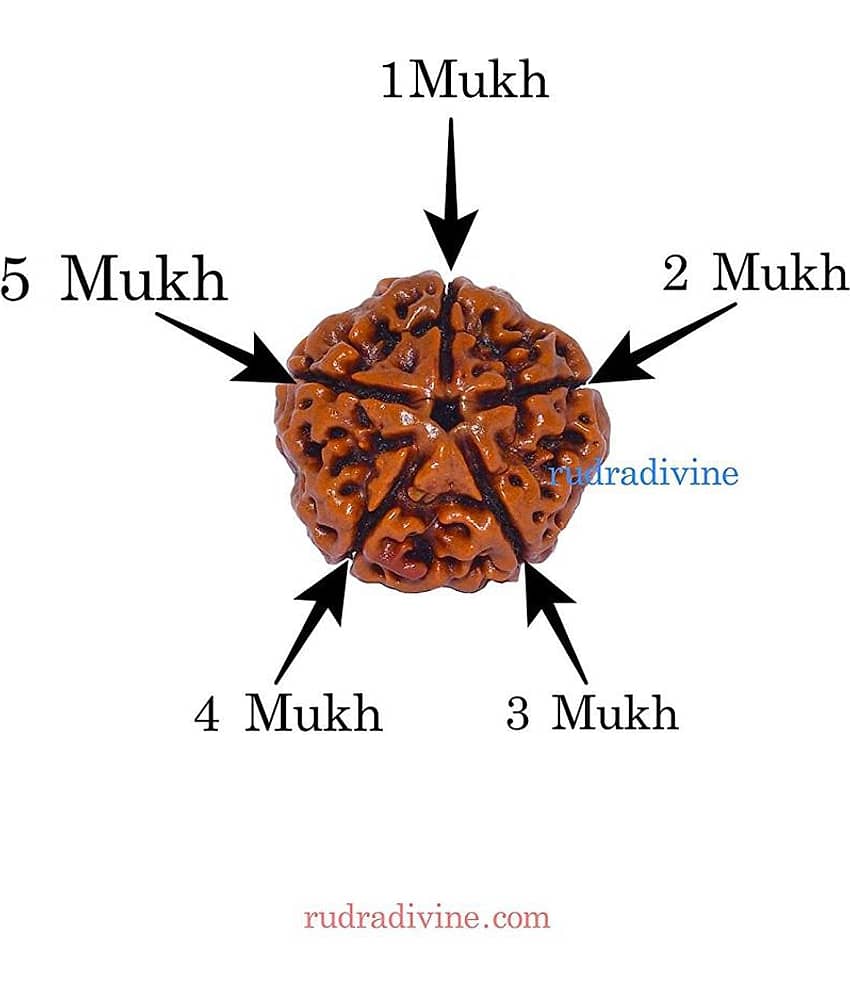 RUDRA DIVINE Rudraksha Pack of 1