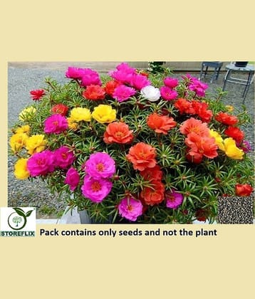 STOREFLIX Portulaca Mix Flower 5 Varieties ( 200 Seeds )
