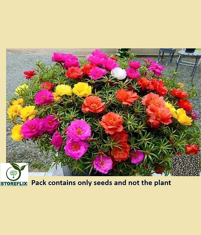 STOREFLIX Portulaca Mix Flower 5 Varieties ( 200 Seeds )