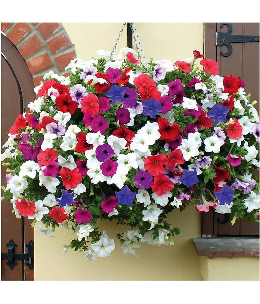 Flower seeds Petunia Flower Best Quality Premium Hyrbrid seeds Pack of 50