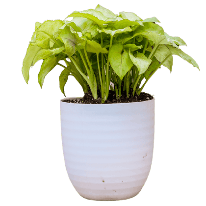 Birthright || Syngonium || Plant