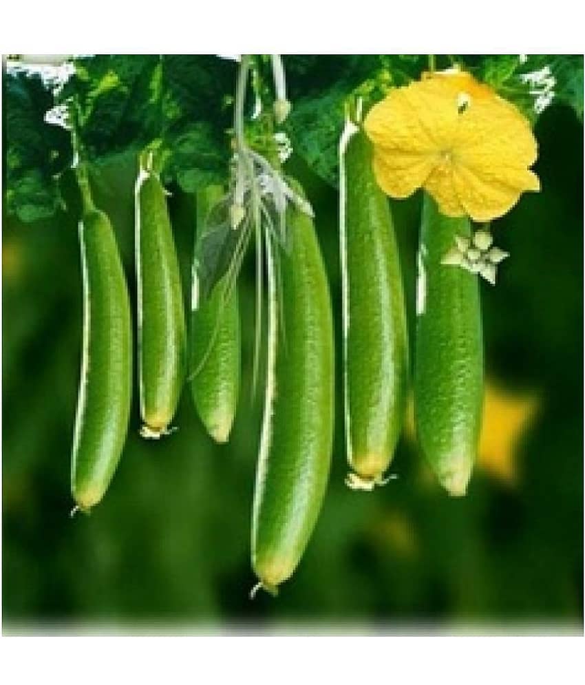 Joycity Sponge Gourd Organic Vegetable Seeds- 50+ Seeds