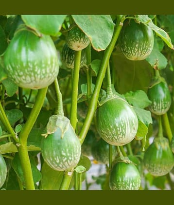 Jignisha Seeds Organic Brinjal Vegetable ( 50 Seeds )
