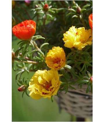 Portulaca Dbl Mix Hybrid Seeds