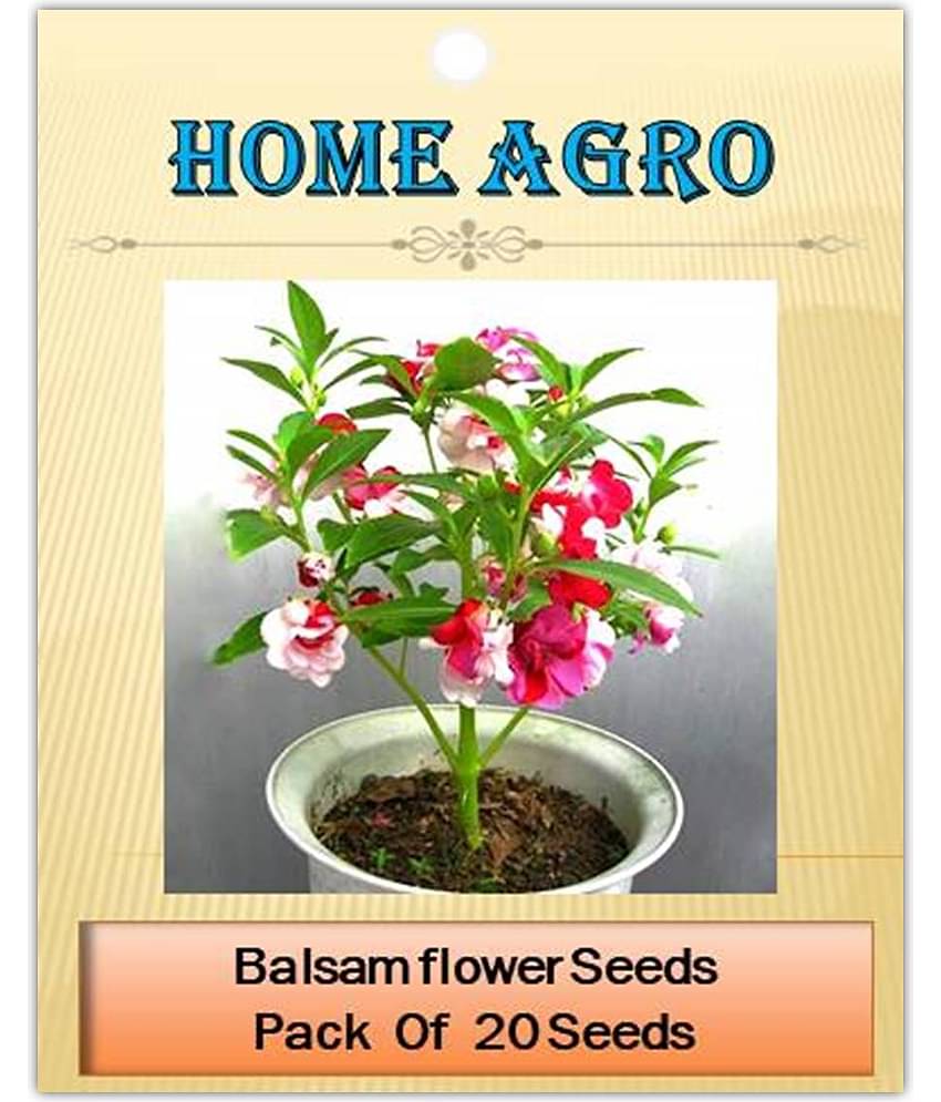 homeagro - Balsam Mixed Flower ( 20 Seeds )