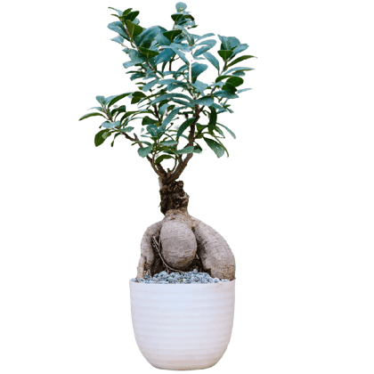 Birthright || Ficus Big || Plant Birthright || Ficus Big || Plant
