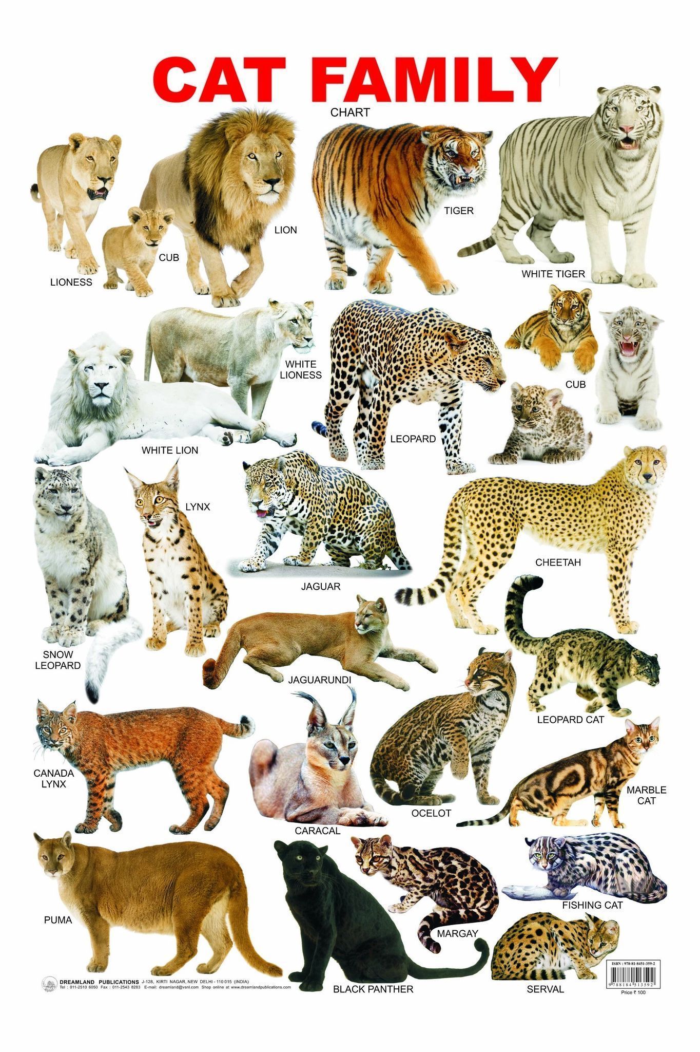 Cat Family Chart Educational Wall Chart For Kids - Both Side Hard Laminated (Size 48 x 73 cm) [Poster] Dreamland Publications