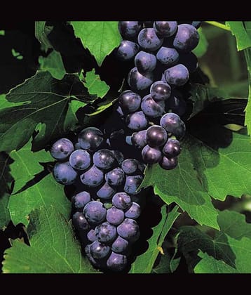 homeagro - Black Grape Fruit ( 20 Seeds )