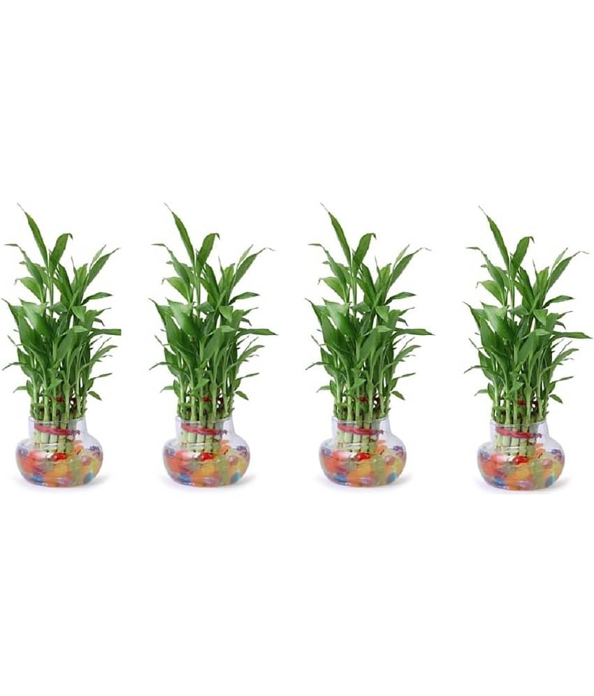 Green plant indoor - Green Wild Artificial Flowers With Pot ( Pack of 4 )