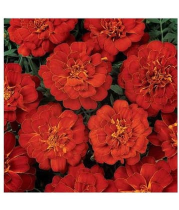 alkarty red marigold flowers seeds with growing soil