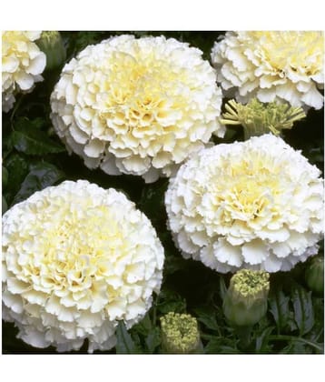 Marigold White Pearl Flowers High Quality Seeds - Pack of 20 Seeds F1 HYBRID