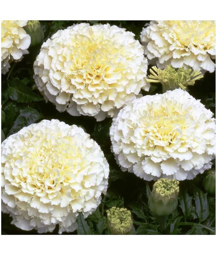 Marigold White Pearl Flowers High Quality Seeds - Pack of 20 Seeds F1 HYBRID