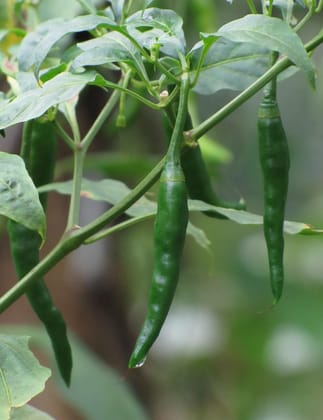 Green Chilli ,Organic Chilli Seeds Seed Pack Of  50
