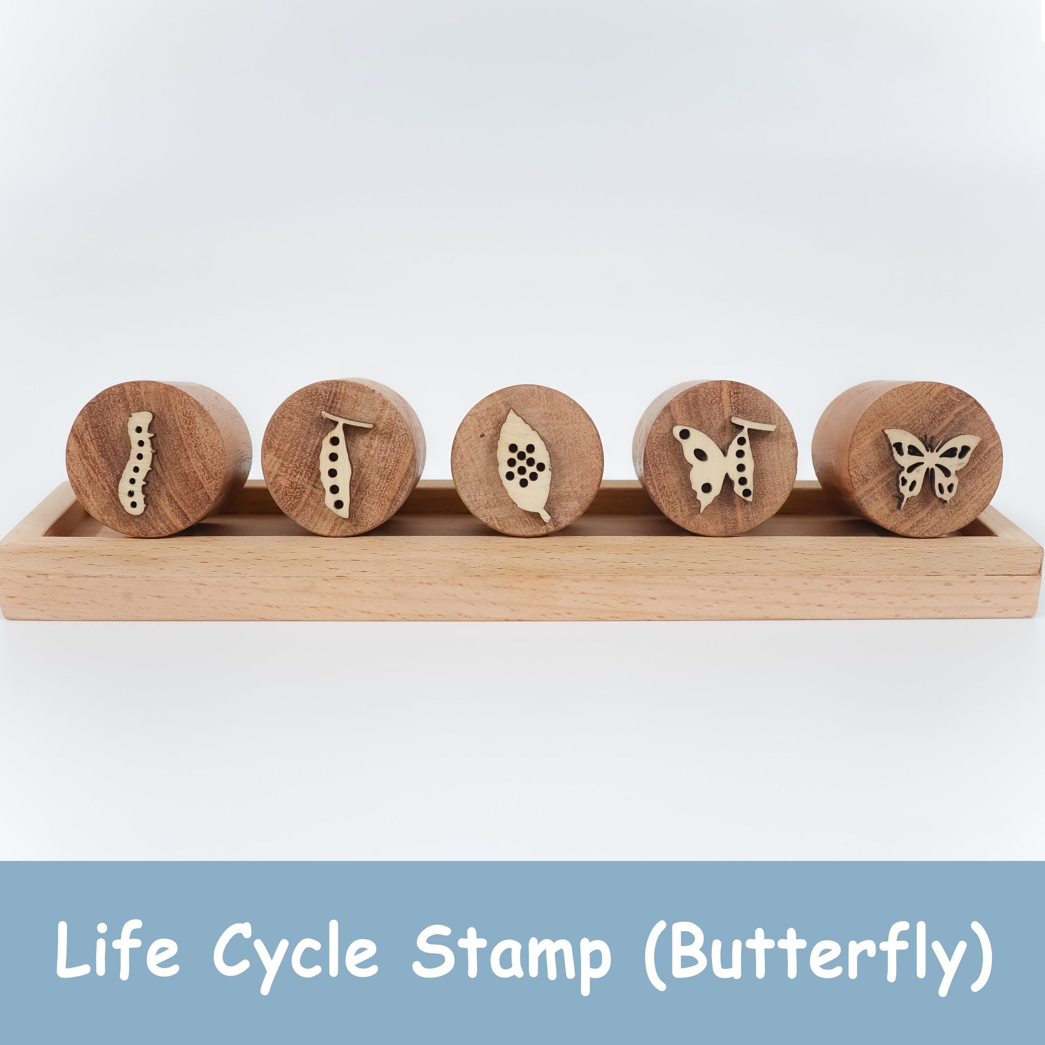 Life Cycle Stamp - Butterfly