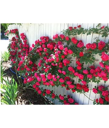 OhhSome Climbing Rose Bonsai APack of 5B Tree Seeds