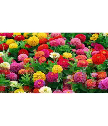 homeagro - Zinnia Mixed Flower ( 20 Seeds )