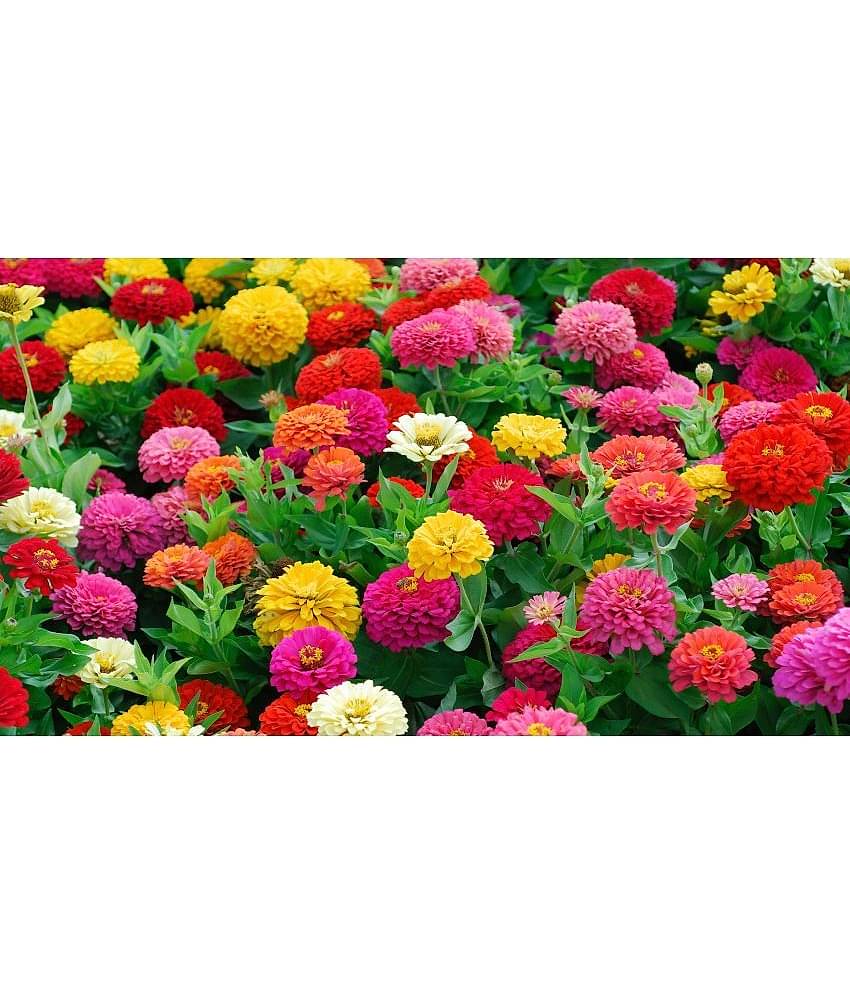homeagro - Zinnia Mixed Flower ( 20 Seeds )