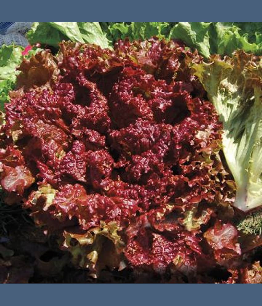 Jignisha Seeds Hybrid Red Lettuce Vegetable ( 50 Seeds )