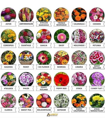 Alkarty Seeds 30 Varieties of Flower (600+ Seeds) Heirloom Seed For Your Garden Beautiful Bloom This Season