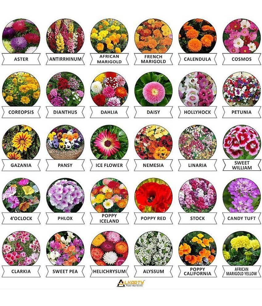 Alkarty Seeds 30 Varieties of Flower (600+ Seeds) Heirloom Seed For Your Garden Beautiful Bloom This Season