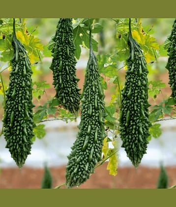homeagro - Bitter Gourd Vegetable ( 20 Seeds )