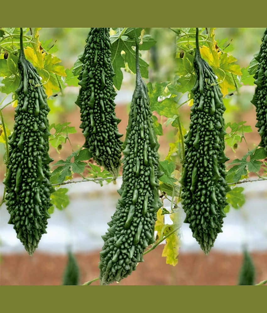 homeagro - Bitter Gourd Vegetable ( 20 Seeds )