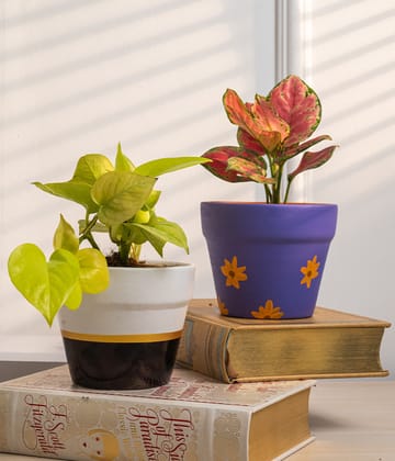 Set of 2: Aglaonema Valentine + Money Plant in Matte Planters