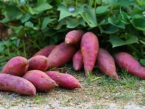 Sakkargandi-Sweet Potato | 1 Kg