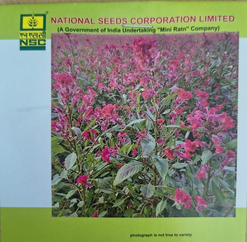 NSC Celosia Flower Seed