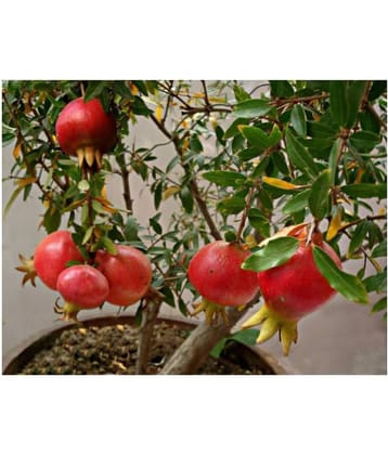 POMEGREANATE SEEDS 50 SEEDS