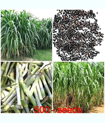 SUPER NAPIER Grass seed - 500 seeds/Pack, FOR OUTD