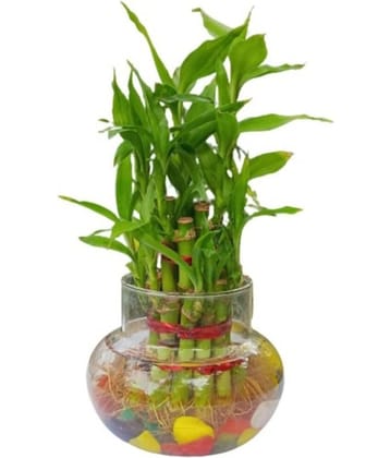 Green plant indoor - Green Wild Artificial Flowers With Pot ( Pack of 1 )