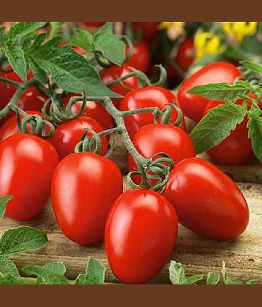 Tomato Vegetables Seeds - Pack of 50 Hybrid Seeds