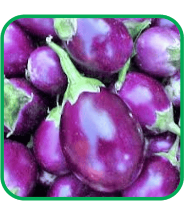 Aero Seeds Brinjal Purple Round Pack of 50 Seeds