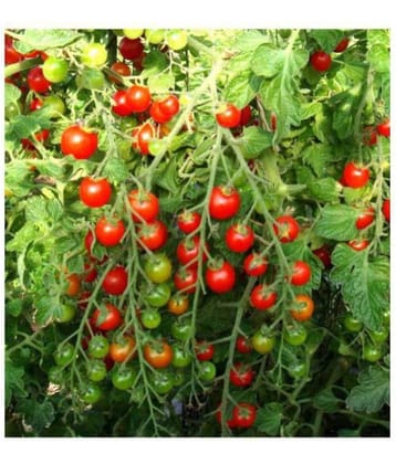 STOREFLIX- Cherry Tomato Exotic Seeds - Pack of 50 Hybrid Seeds WITH MANUAL