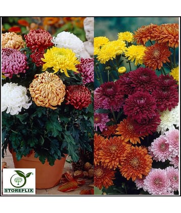 STOREFLIX chrysanthemum MIX COLOR FLOWER LANT Seed (30 per packet) WITH FREE COCOPEAT SOIL AND USER MANUAL